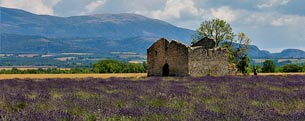 old building and lavender fields