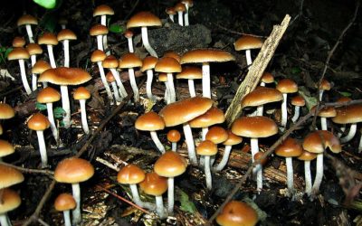 Is the Answer to Criminal Behaviour Hidden in Psychedelics? 