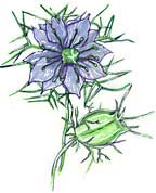 nigella flower