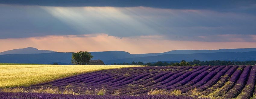 flavors of Provence