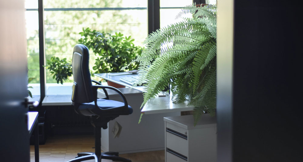 fern in office