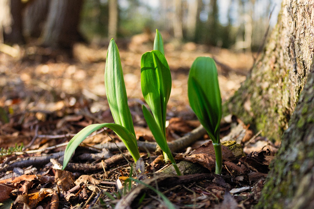 It’s ramps (wild leeks) season! Here’s what you need to know.