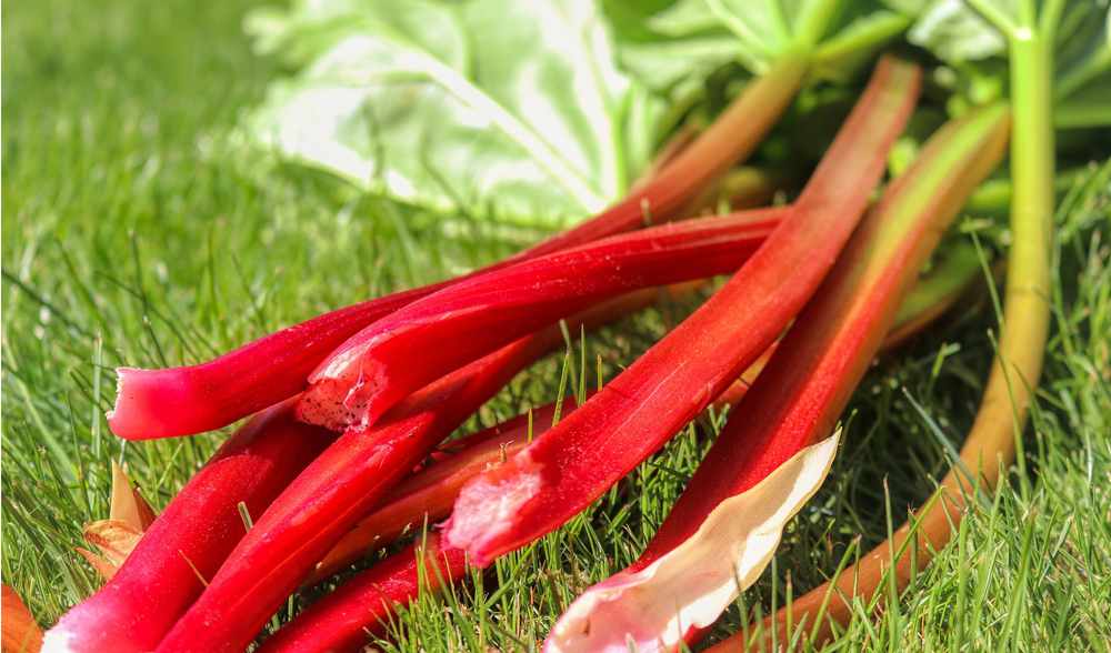 Nutrient Values of Rhubarb